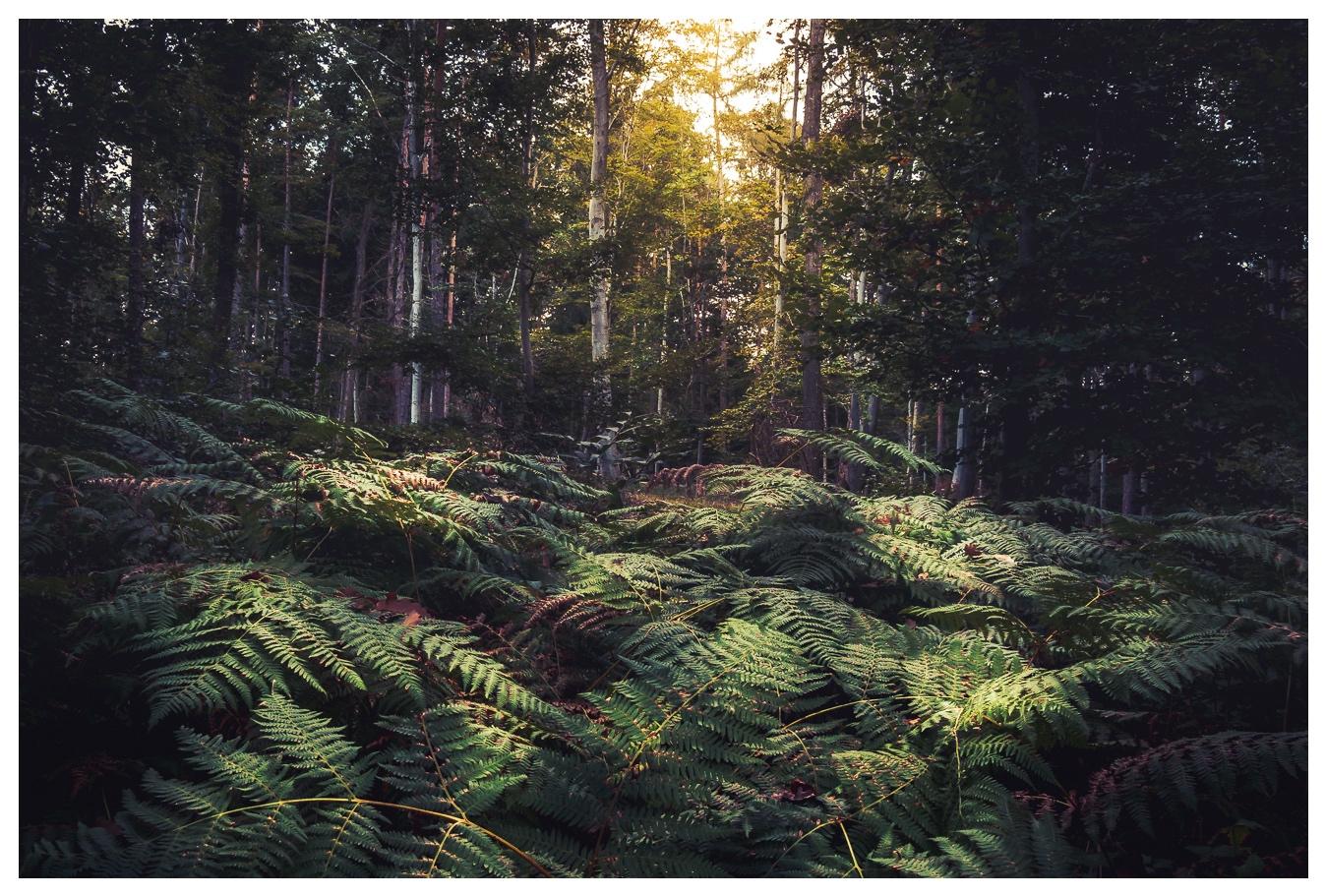 Woodland Photography